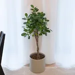 Volta Loft Talin